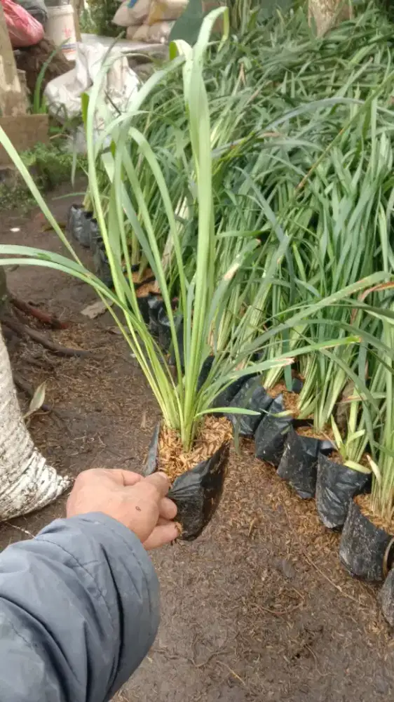 Jual tanaman perdu/semak