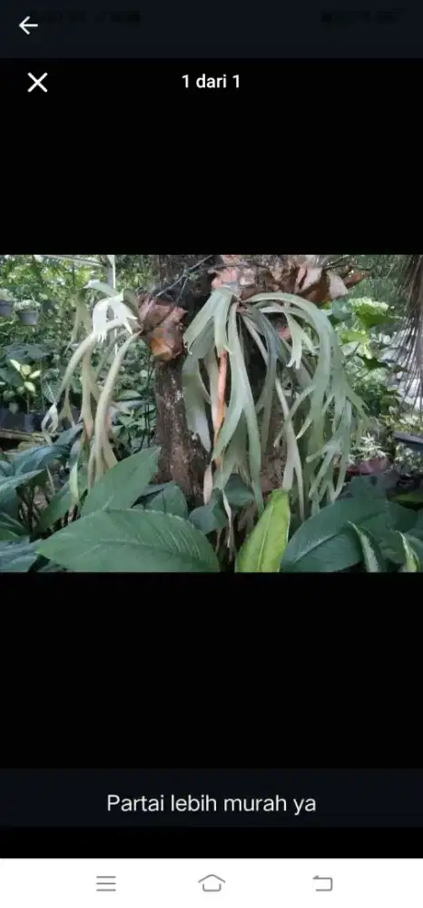 Pohon tanduk rusa