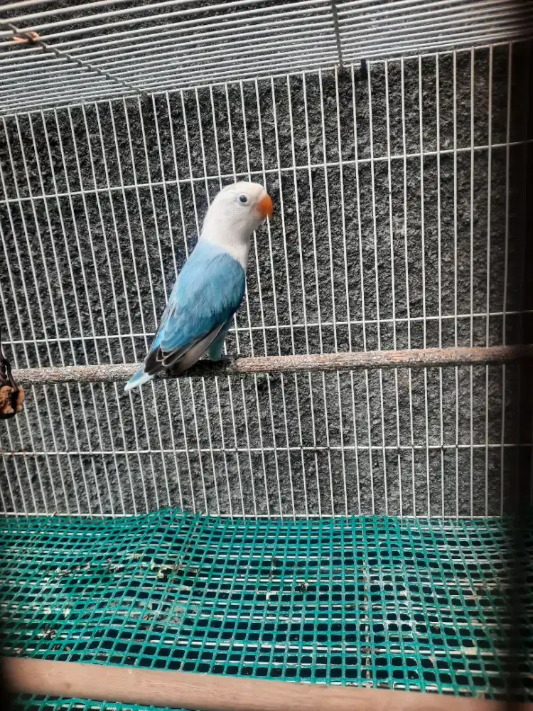Lovebird Biola Blue Bodi Besar mantab