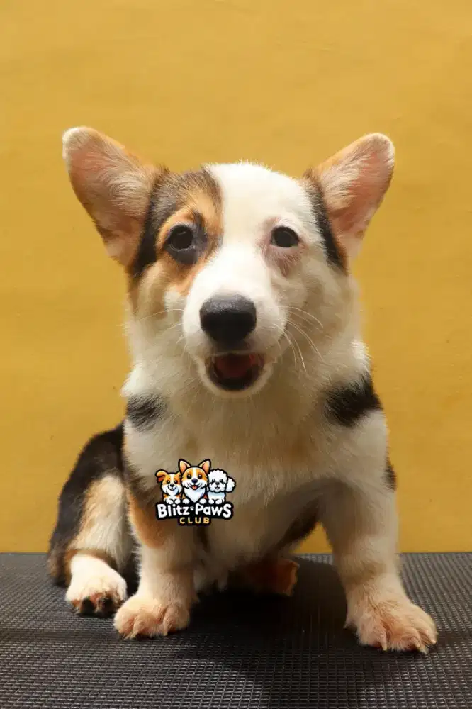 For sale puppy corgi