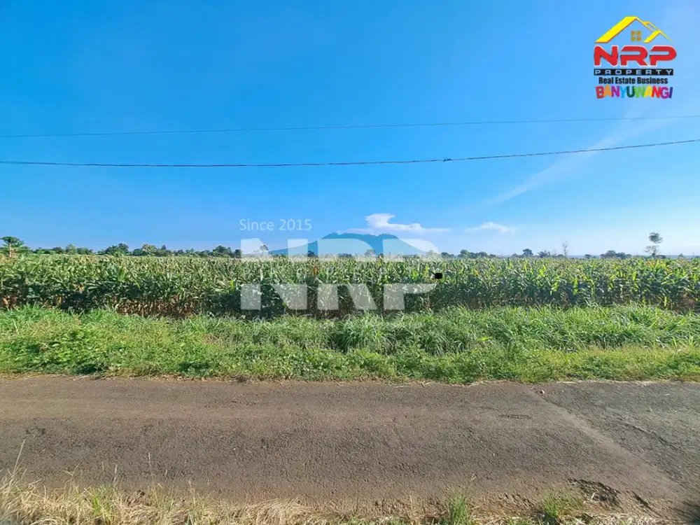 Dijual Tanah Sawah Murah Akses Jln. Aspal di Wongsorejo - Banyuwangi