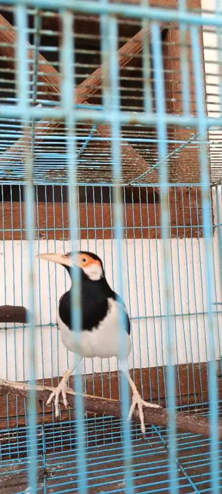 Jual Jalak suren dah gacor