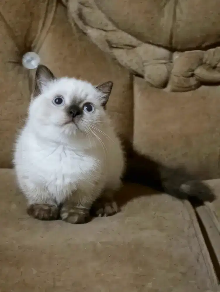 Munchkin Top Standart Betina