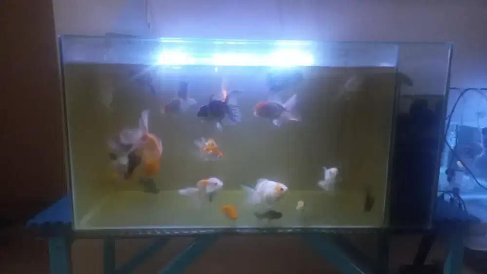 Akuarium dan ikan mas koki