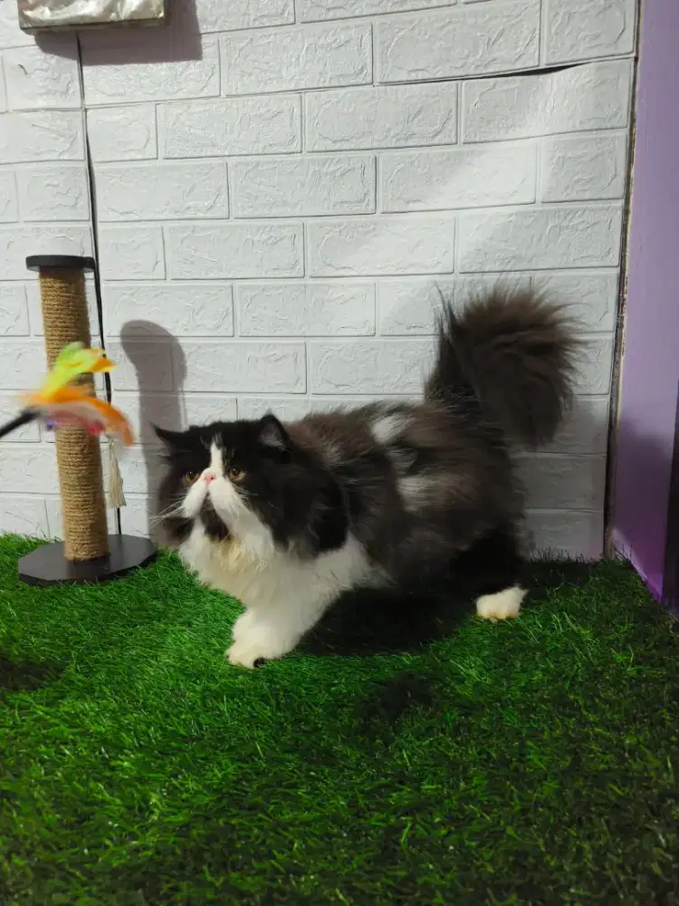 Persia Peaknose Linepad