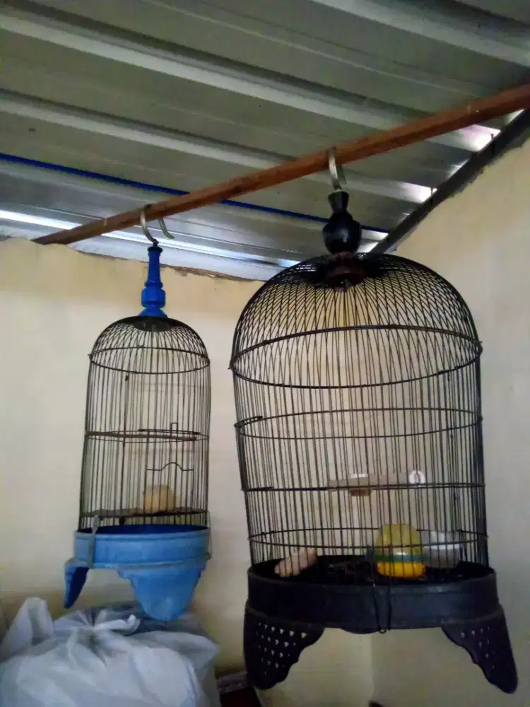 Sangkar perkutut dan pleci