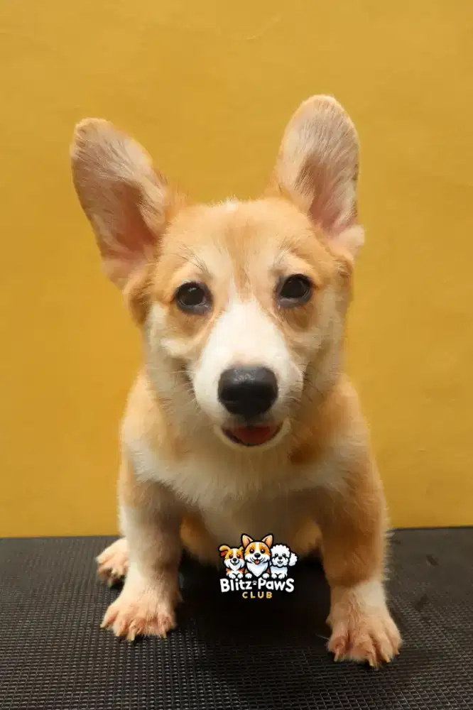 Jual puppy corgi