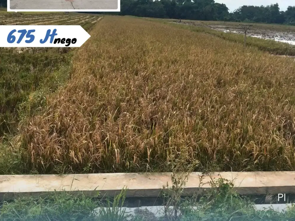 Dijual Sawah Di Kebak Kebakkramat Karanganyar