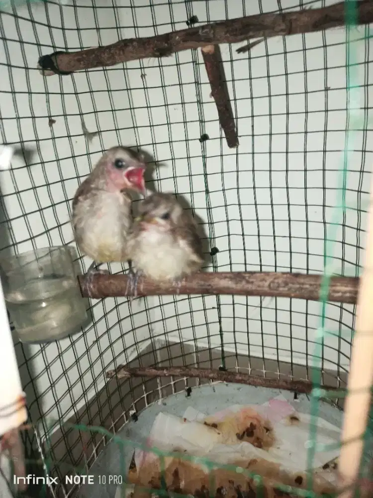 Jual Burung Lolohan Trucuk