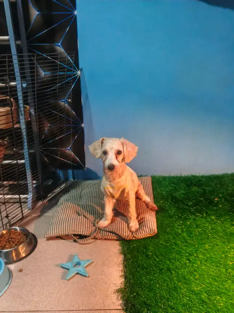 poodlle apricot 8bln