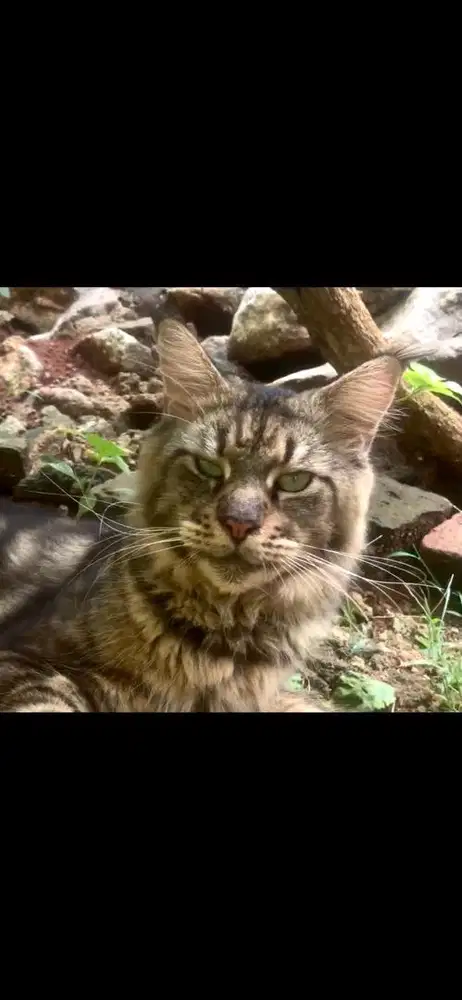 jasa pacak kucing mainecoon ped cfa