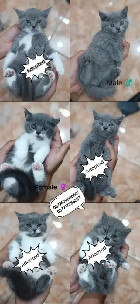 Kucing Brittish Shorthair BSH