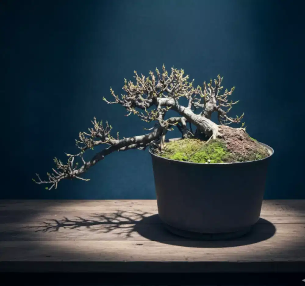 Bonsai ficus dolar cascade style natural