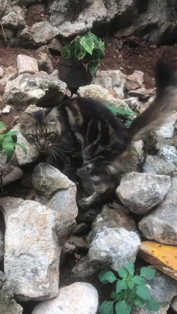 jasa pacak kucing mainecoon ped cfa