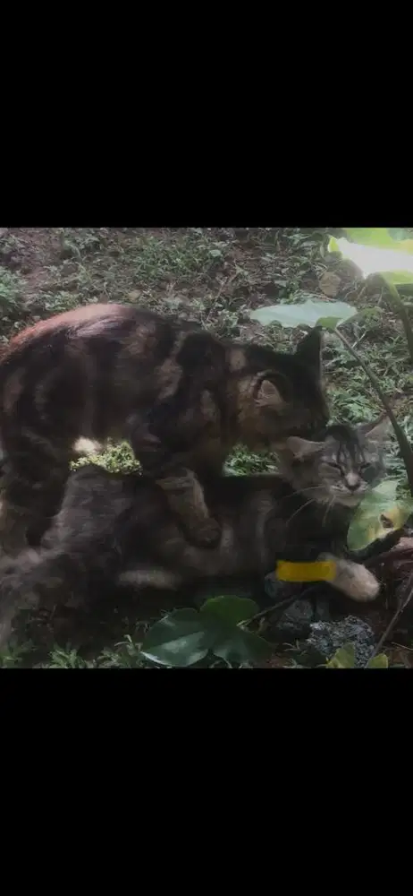 jasa pacak kucing mainecoon ped cfa