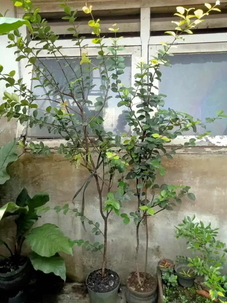 Tanaman beach cherry sering berbuah