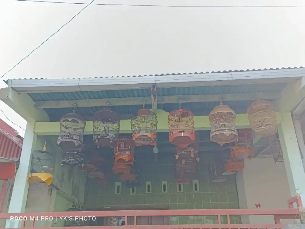 Perkutut Lokal Alam Semarangan