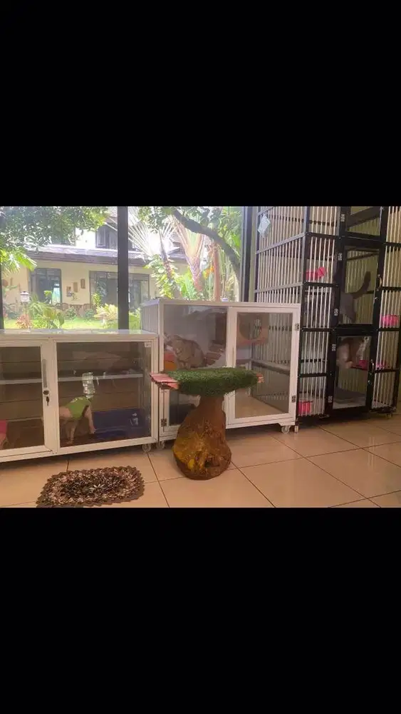 Pet hotel penitipan kucing