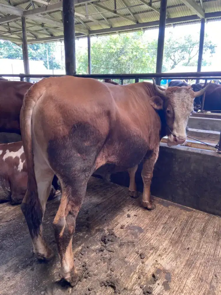 Sapi Qurban Simmental