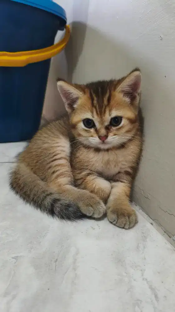 Kucing british shorthair golden tabby