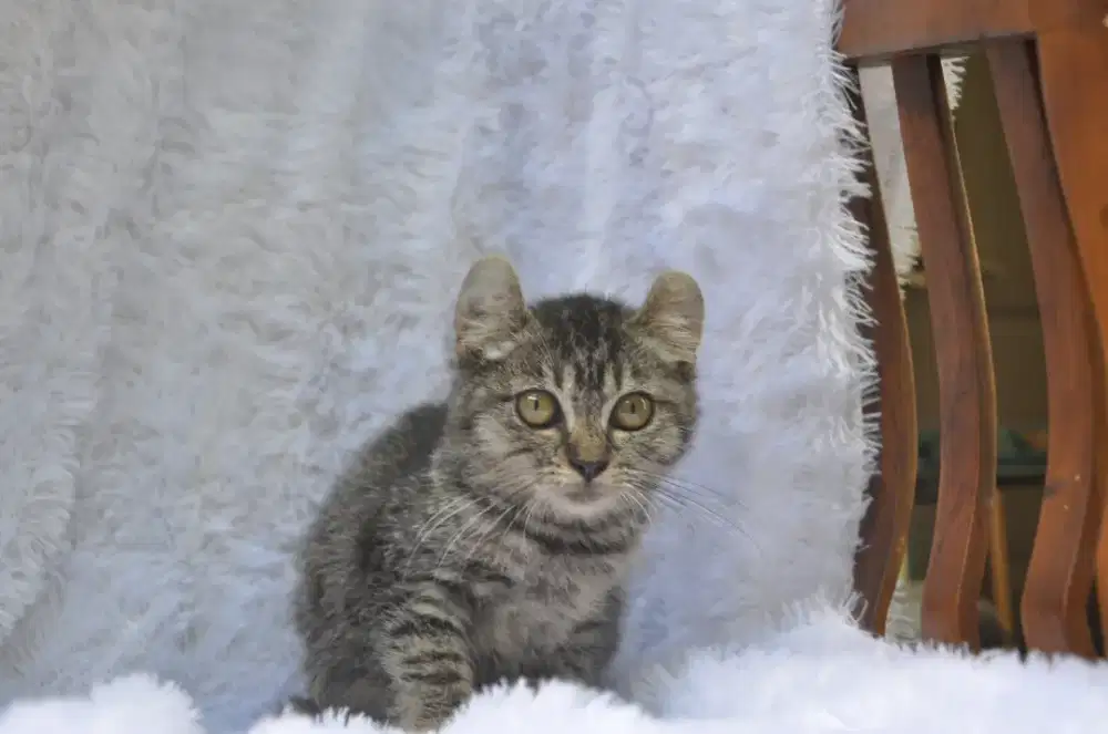 American curl betina