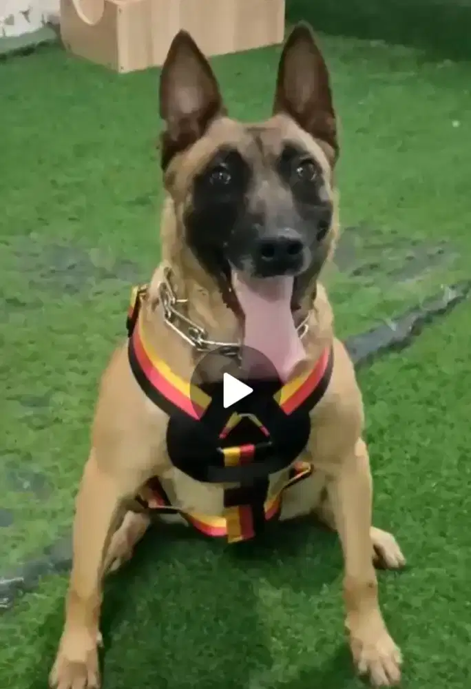 Belgian malinoise import