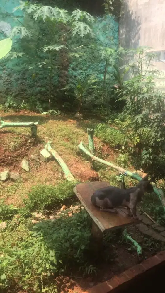 Pet hotel penitipan kucing