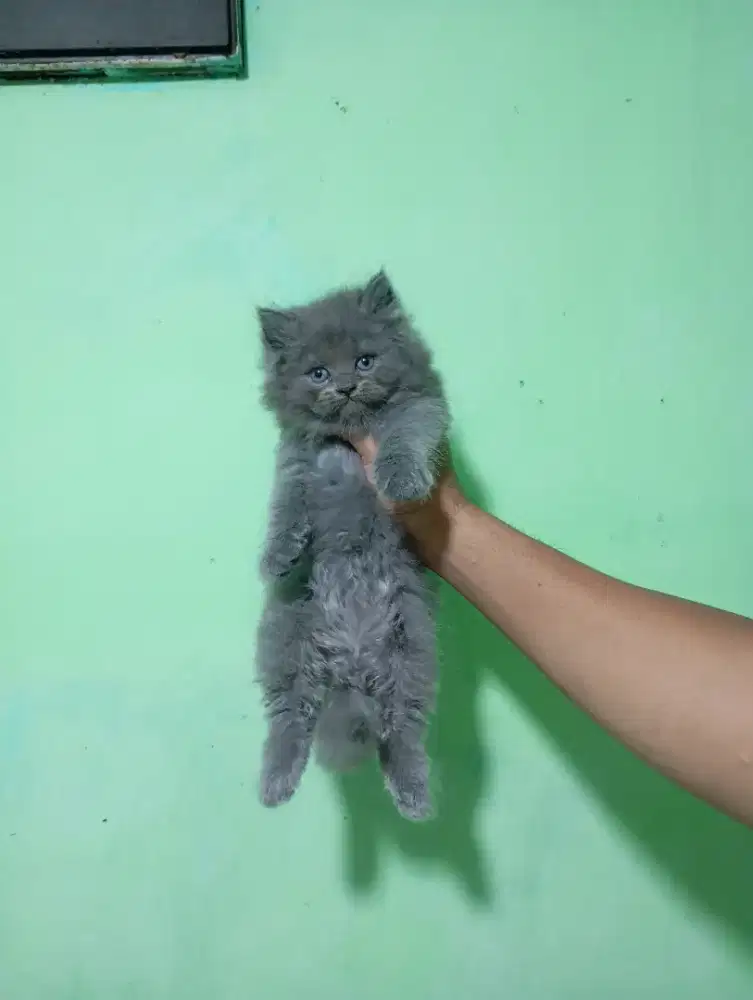 Kucing persia flatnose mix BSH