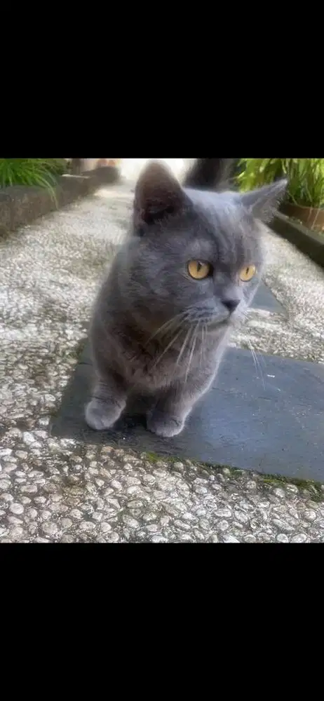 jasa pacak bsh munchkin