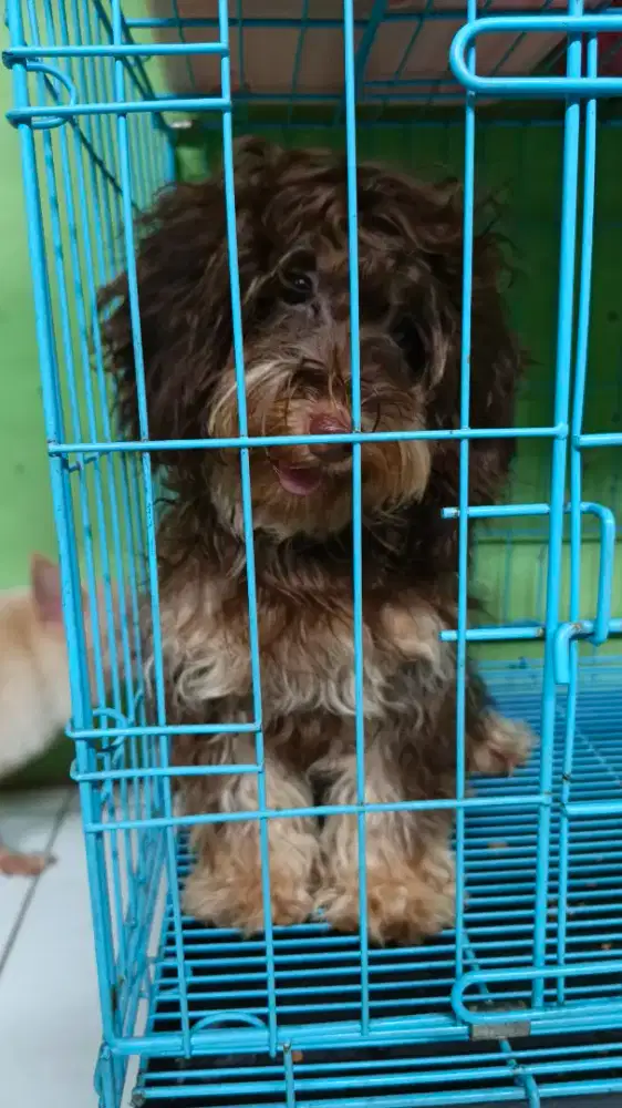 Puppies Maltipo Choco Female 6 bulan