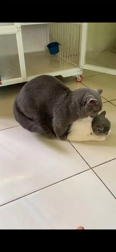 jasa pacak bsh munchkin