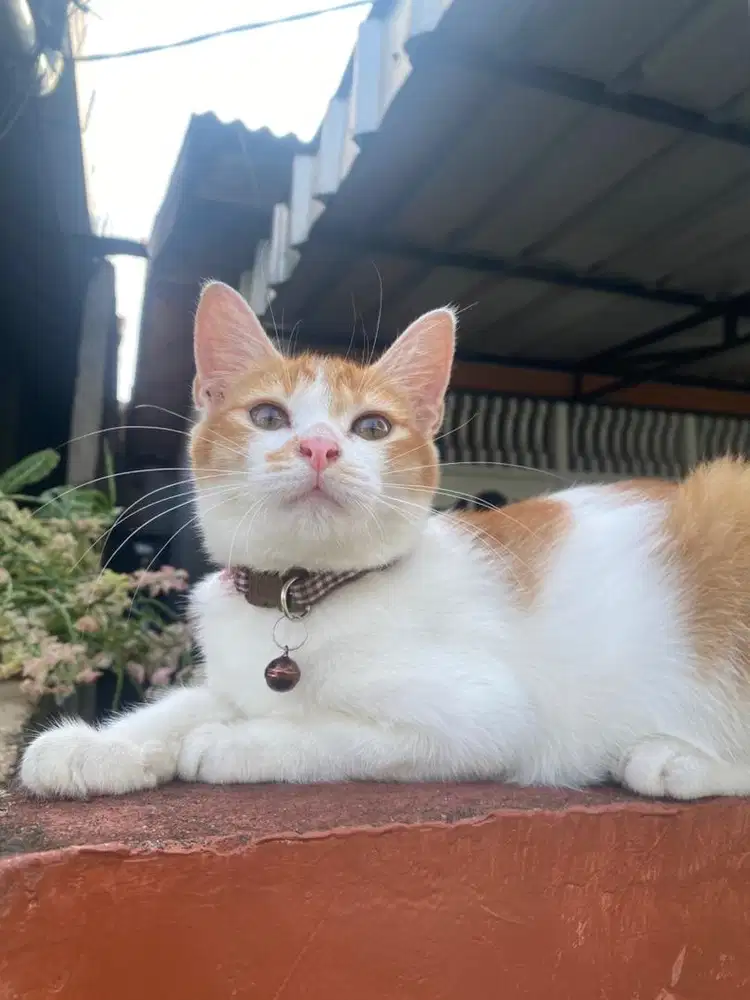 KITTEN PERSIA MIXDOM LUCU