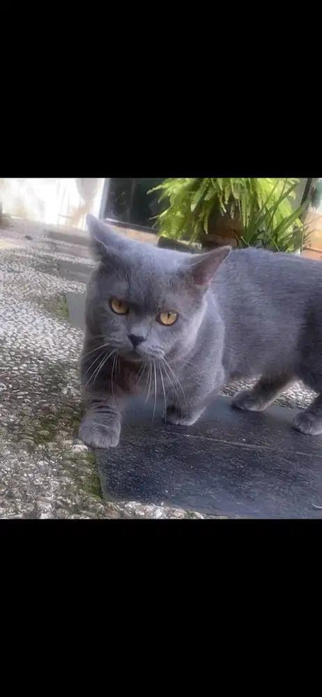 jasa pacak kucing bsh munchkin