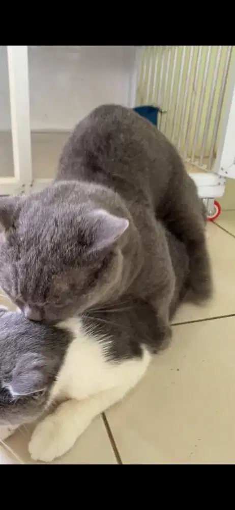 jasa pacak kucing bsh munchkin