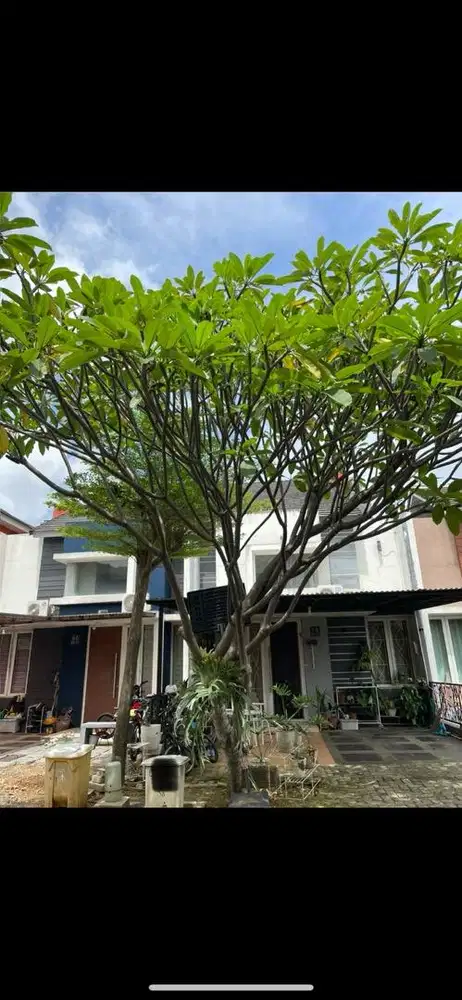 Dijual pohon kamboja bunga putih