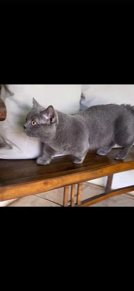 jasa pacak kucing bsh munchkin