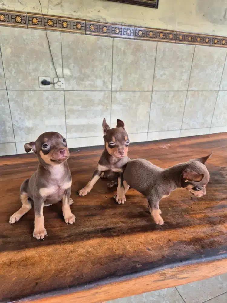 minipincher jantan dan betina