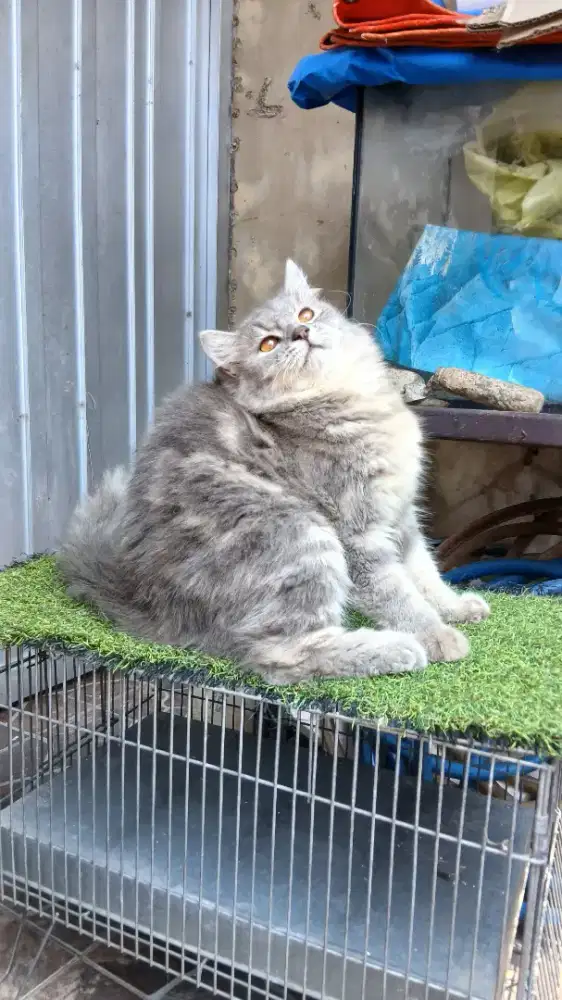 Persia marble abu betina