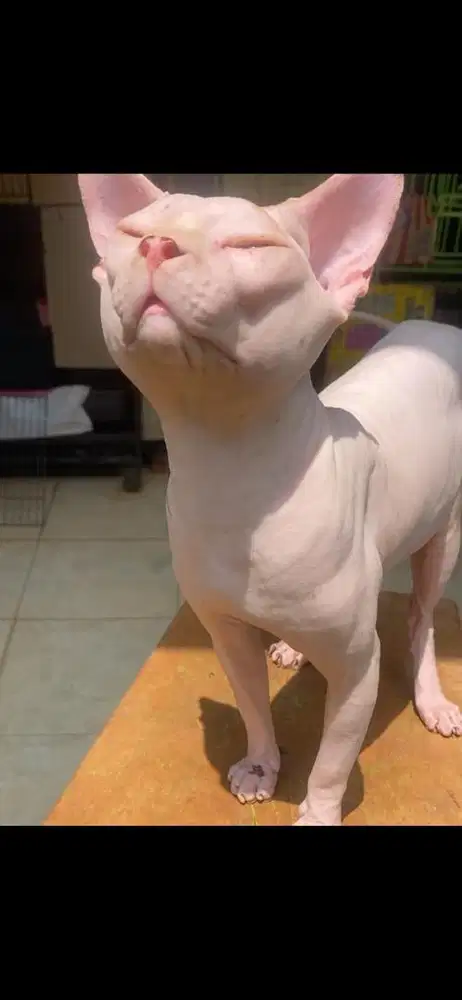 jasa pacak kucing sphynx hairless