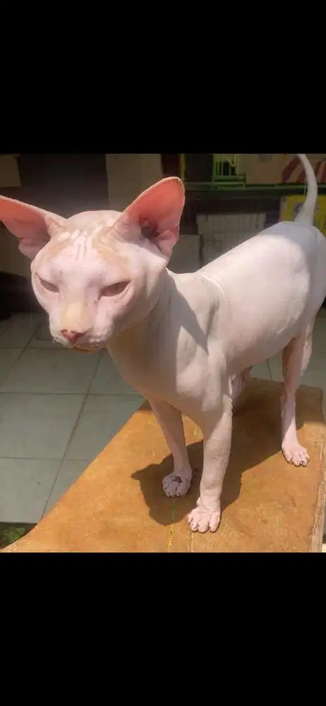 jasa pacak kucing sphynx hairless