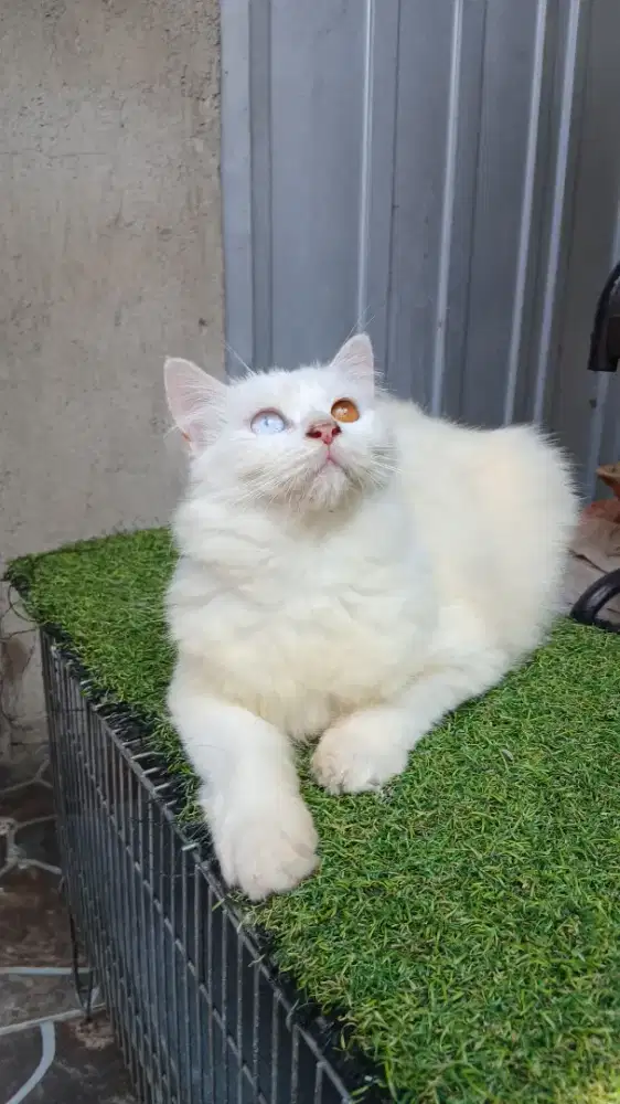 Persia Odd eye betina