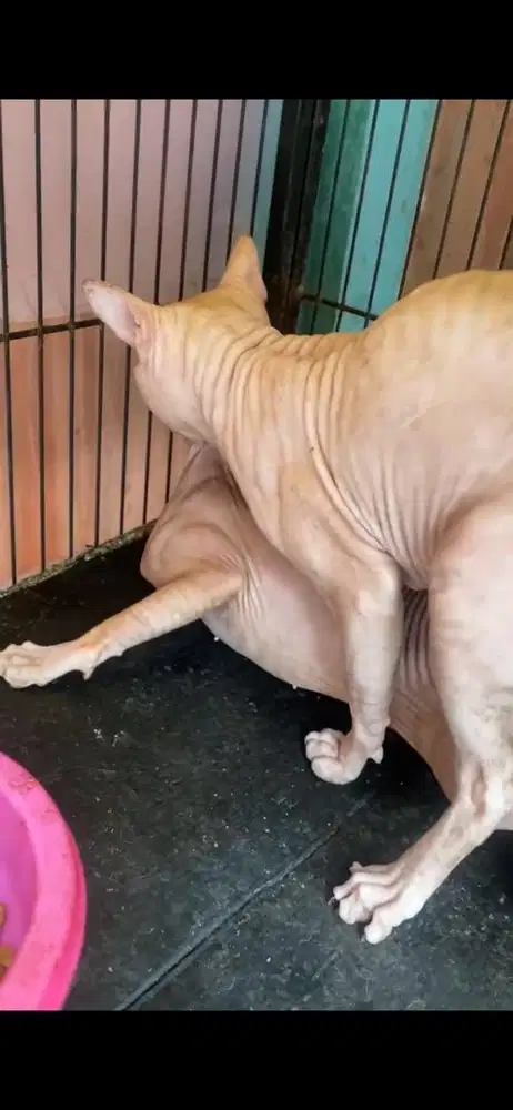 jasa pacak kucing sphnx hairless