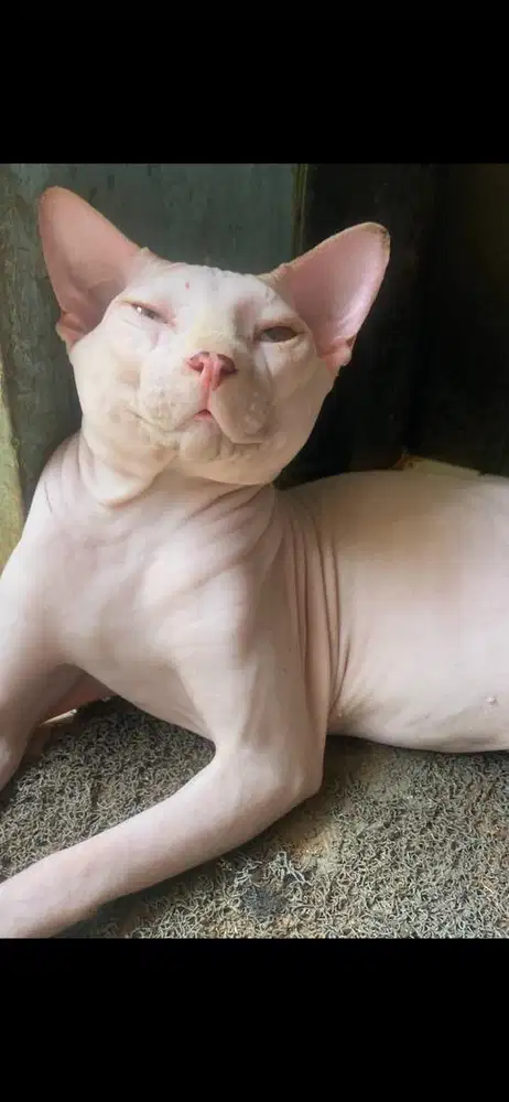 jasa pacak kucing sphynx hairless