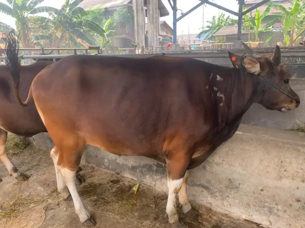 Hewan Qurban Sapi Bali Sehat&Terawat