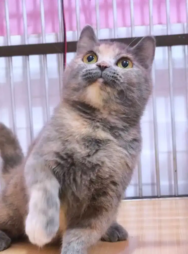 Kucing kitten munchkin bsh blue tortie betina