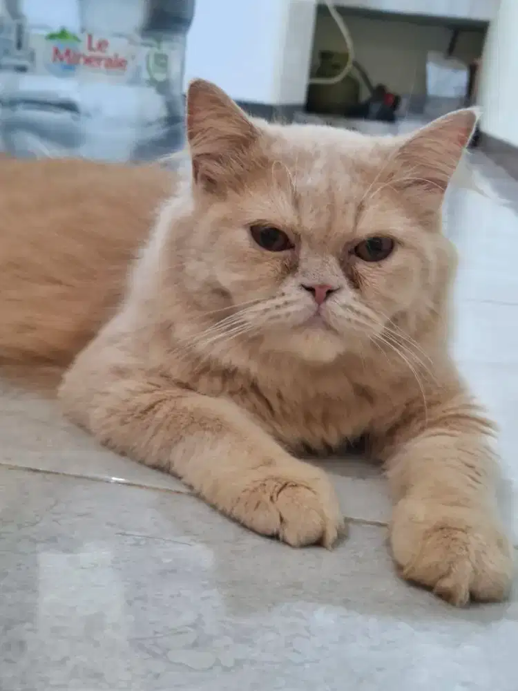 Lepas adopt kucing persia