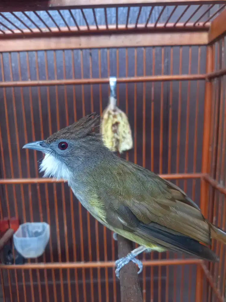 Cucak jenggot jawa jinak materi ngetril dan kateman