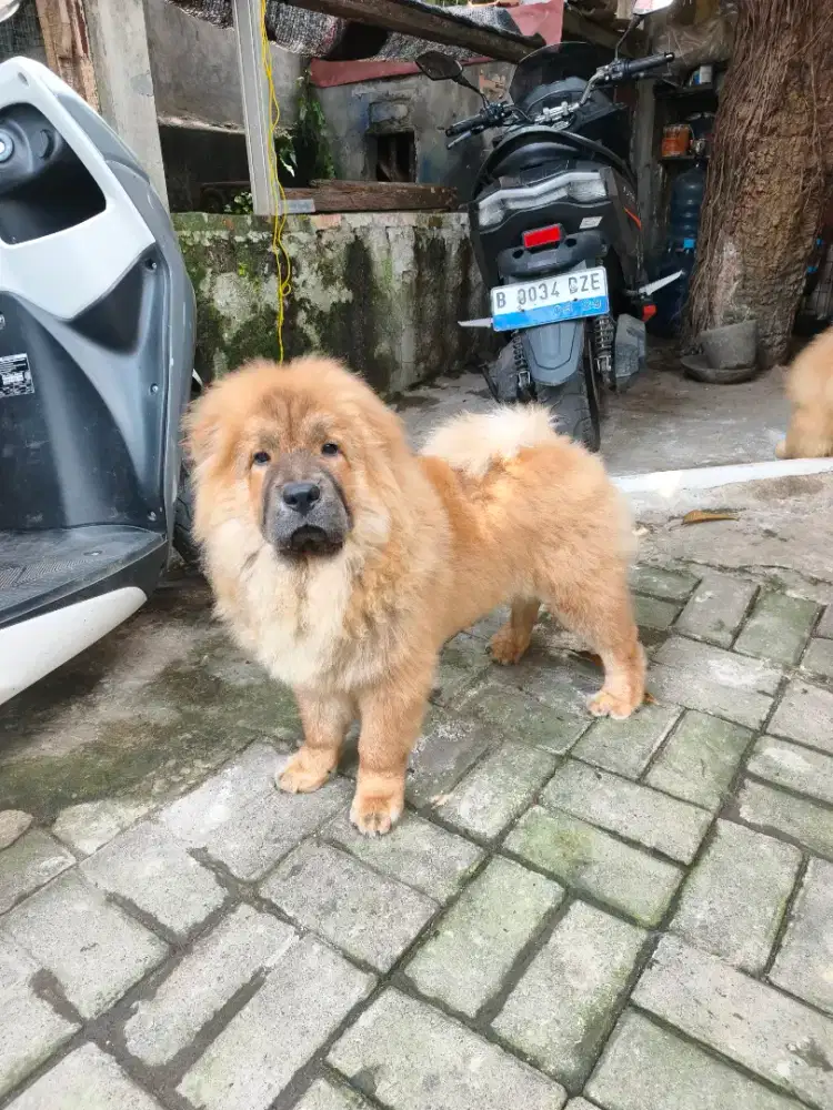 Chow-chow jantan 5 bulan