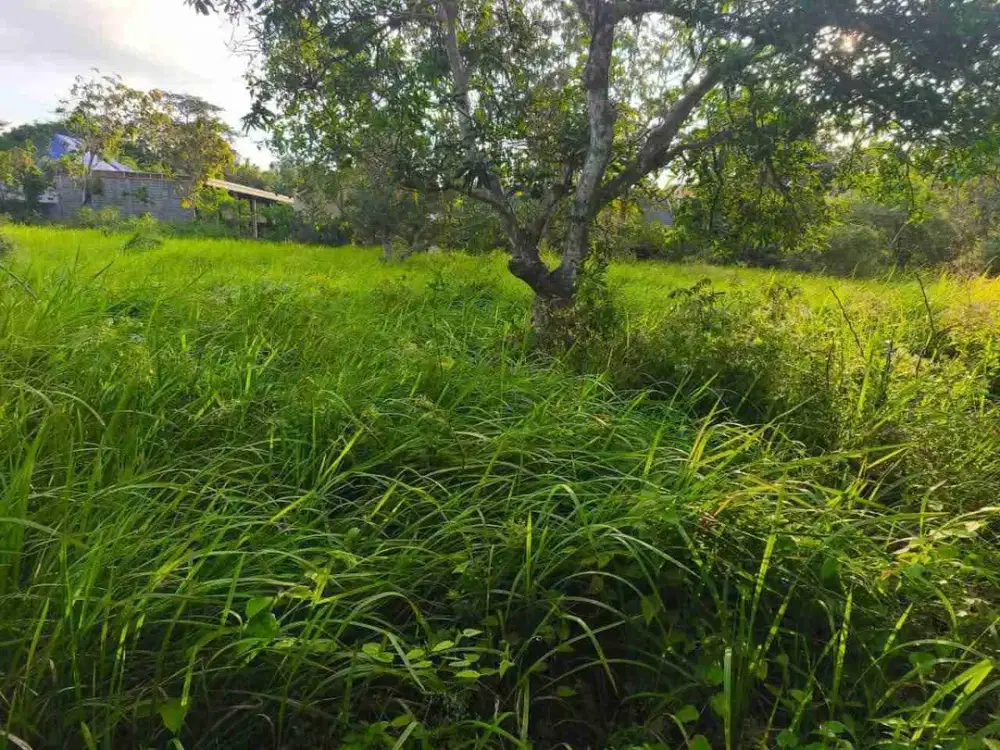 dijual tanah 600 m² harga 450 juta per are kawasan Pandawa beach kutuh kuta selatan badung bali