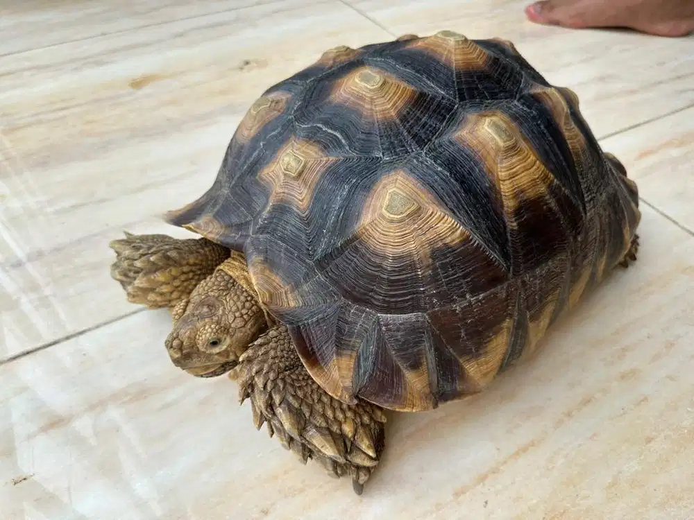 Sulcata jumbo Betina 40cm sehat